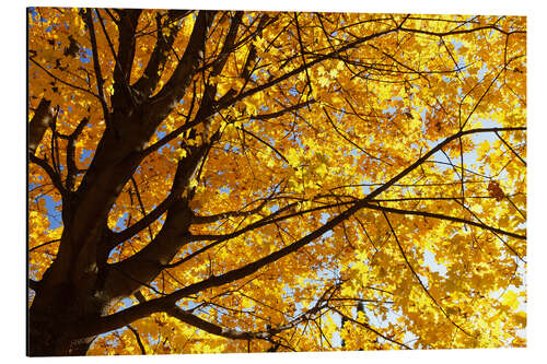 Aluminiumtavla Golden Autumn Tree II