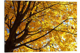 Gallery print Golden Autumn Tree II