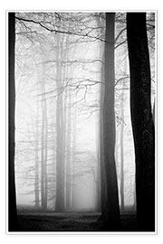 Plakat  Træer i tåge