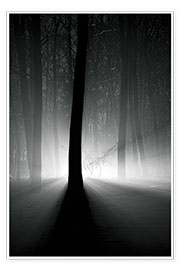 Poster Winterlicht in den Bäumen
