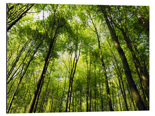 Tableau en aluminium Printemps en forêt