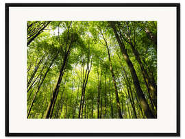 Gerahmter Kunstdruck Frühling im Wald