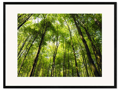 Ingelijste kunstdruk Spring in the forest