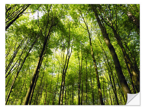 Sticker mural Printemps en forêt