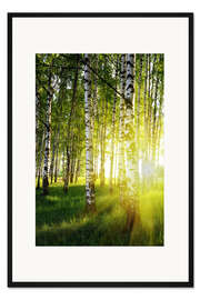 Gerahmter Kunstdruck Lichtdurchflutete Birken