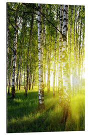 Gallery print Birches flooded with light