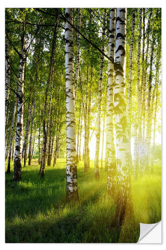 Sisustustarra Birches flooded with light