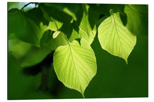 Tableau en aluminium fresh leaves of linden