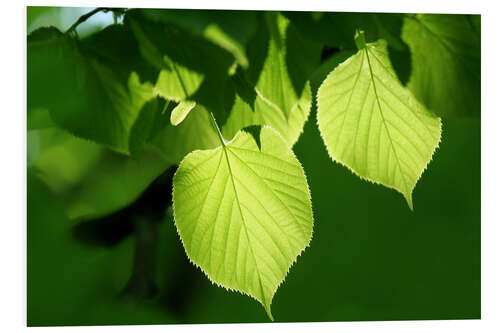 Obraz na PCV fresh leaves of linden