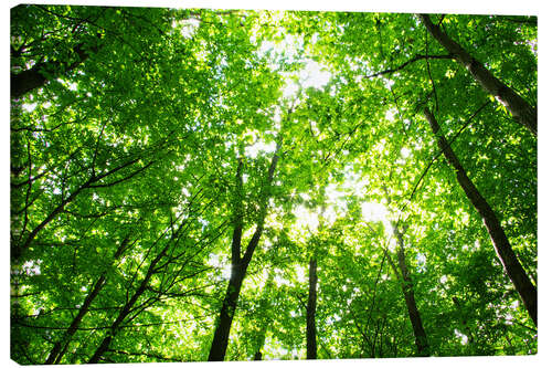 Obraz na płótnie Early morning in the forest