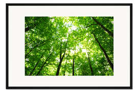 Gerahmter Kunstdruck Am frühen Morgen im Wald