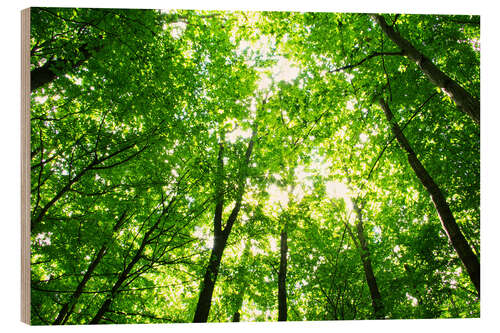 Wood print Early morning in the forest