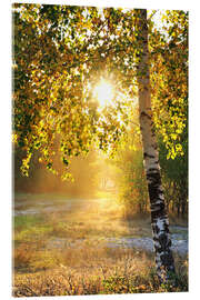 Stampa su vetro acrilico  Alberi di betulla in una foresta d&#039;estate
