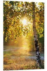 Foam board print Birch trees in a summer forest