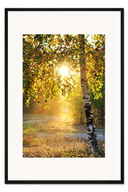 Gerahmter Kunstdruck Birken im Sommerwald