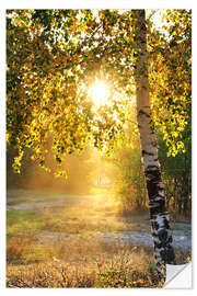 Sisustustarra Birch trees in a summer forest