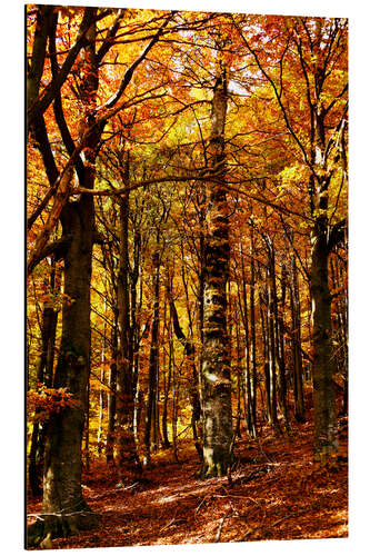 Aluminium print yellow trees in a forest