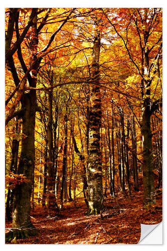 Selvklebende plakat yellow trees in a forest