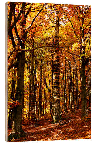 Wood print yellow trees in a forest