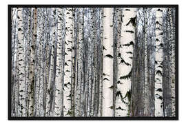 Gerahmter Kunstdruck Birkenwald im Winter