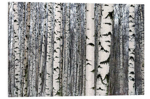 Foam board print Birch forest in winter