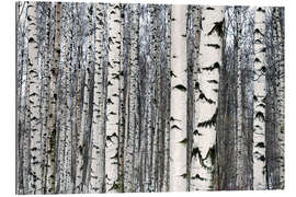 Gallery print Birch forest in winter