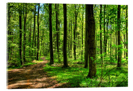 Obraz na szkle akrylowym  Wiosenny las