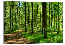 Alubild  Frühlingsduft im Wald