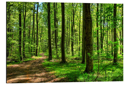Alubild Frühlingsduft im Wald