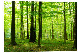 Foam board print Sunlight in the green forest