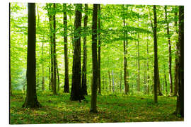 Magnettafel Sonnenlicht im grünen Wald