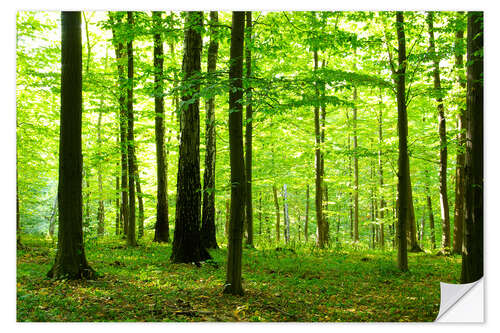 Sticker mural Lumière du soleil dans une forêt verte