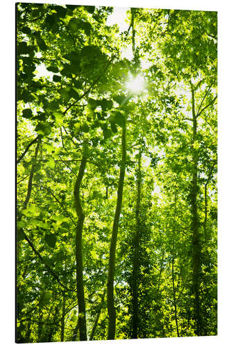 Cuadro de aluminio Bosque verde a la luz del sol