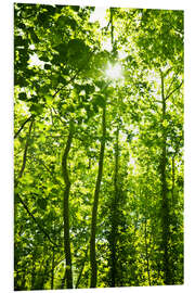 PVC print Green forest in sunlight