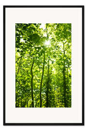 Gerahmter Kunstdruck Grüner Wald im Sonnenlicht
