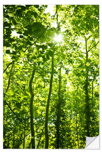 Wandsticker Grüner Wald im Sonnenlicht