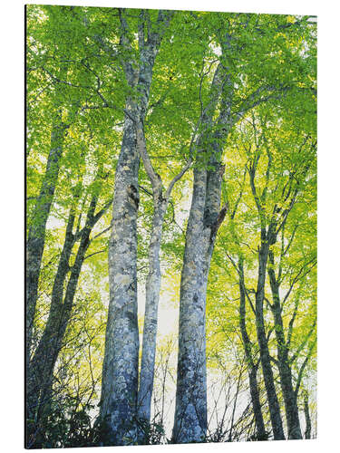 Tableau en aluminium Path in forest in sunlight