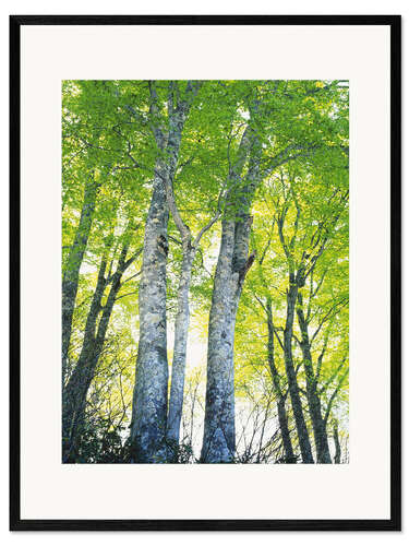 Framed art print Path in forest in sunlight