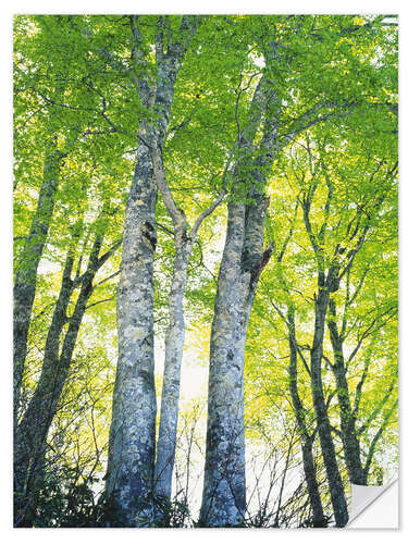 Selvklæbende plakat Path in forest in sunlight