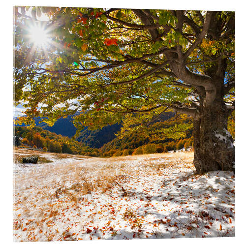 Acrylglasbild Erster Schnee im Herbst