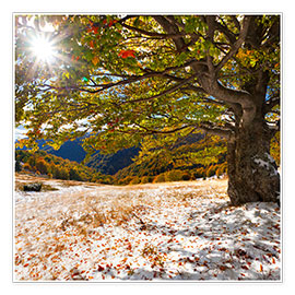 Poster First snow in autumn