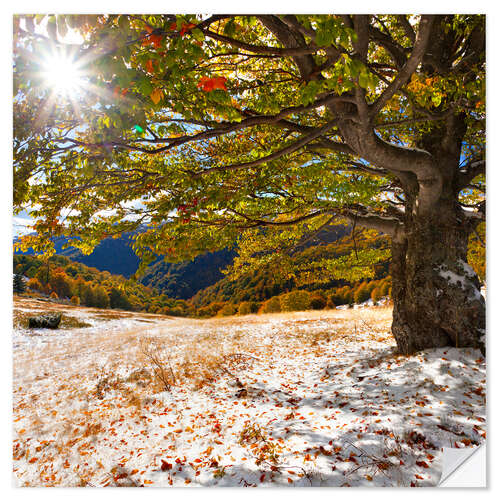 Naklejka na ścianę First snow in autumn