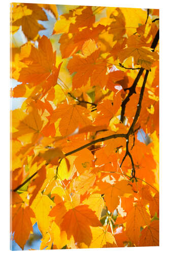 Acrylglasbild Herbstliche Ahornblätter