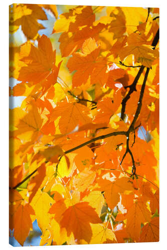 Lærredsbillede Autumnal maple leaves