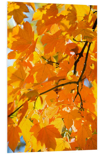 Foam board print Autumnal maple leaves