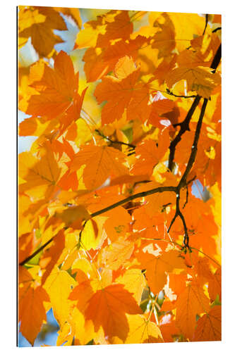 Galleriprint Autumnal maple leaves