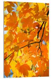 Gallery print Autumnal maple leaves