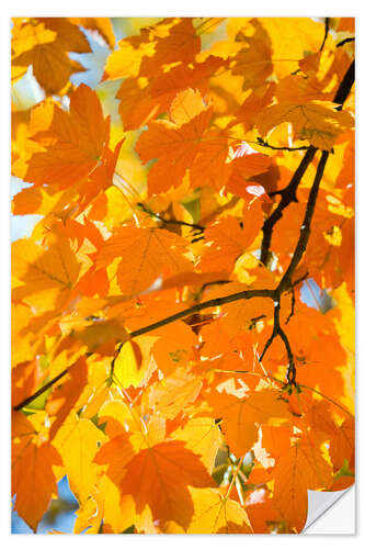 Sisustustarra Autumnal maple leaves