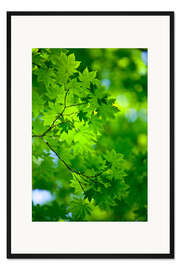 Gerahmter Kunstdruck Frisches Grün im Frühjahr