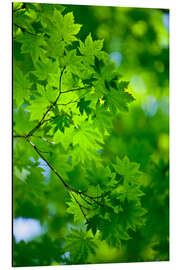 Magnettafel Frisches Grün im Frühjahr